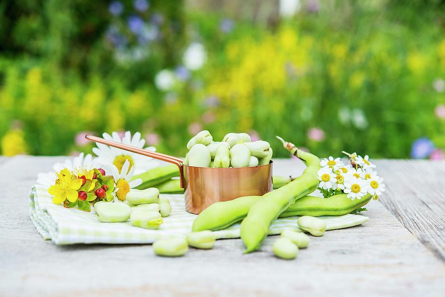 Broad Beans In Pods And A Mini Saucepan On A Garden Table Photograph by The Studio Collection