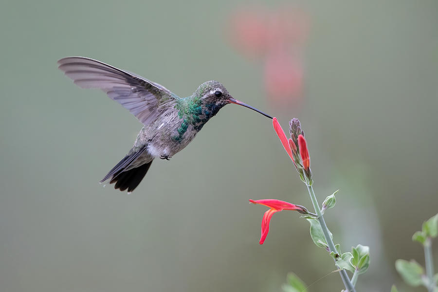 Broad-billed Photograph by Bill Lu - Fine Art America