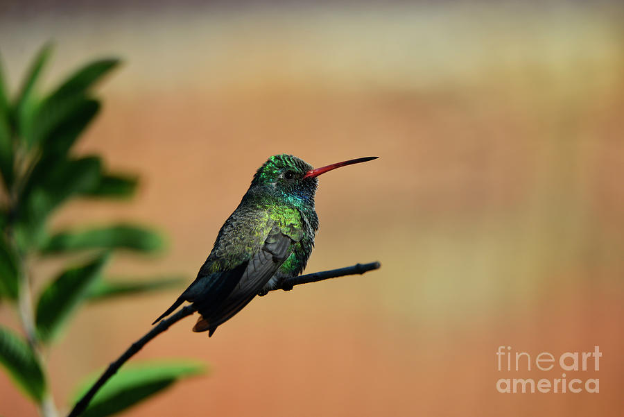 Broad-billed Hummingbird at Sunrise Photograph by Denise Bruchman