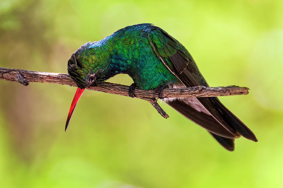 Broad-billed Hummingbird h1817 Photograph by Mark Myhaver