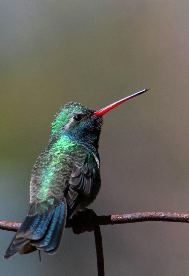Broad-billed Hummingbird Portrait Photograph by Cascade Colors