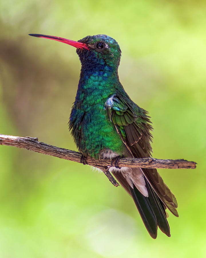 Broad-billed Hummingbird v1848 Photograph by Mark Myhaver