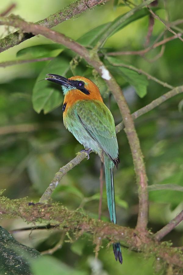 Broad-billed Motmot Eating Insect Photograph