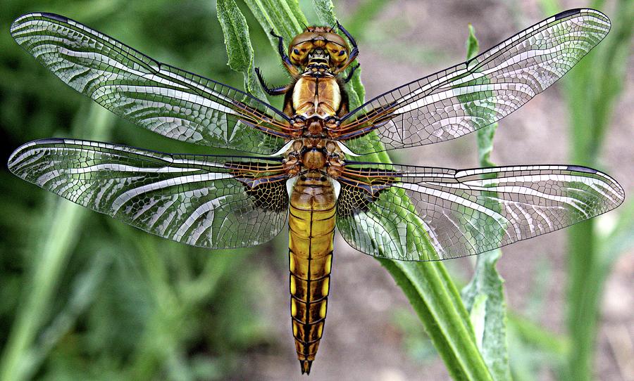 Broad bodied chaser Photograph by Martin Smith