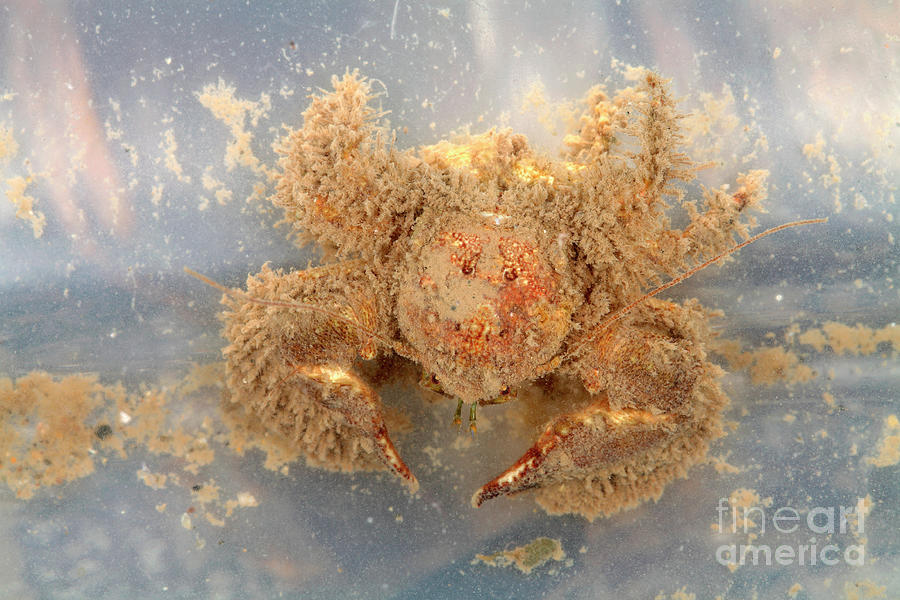 Broad Clawed Porcelain Crab Photograph by Dr Keith Wheeler/science Photo Library