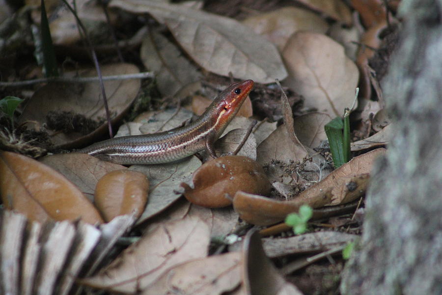 Broad-headed Skink Photograph by Callen Harty