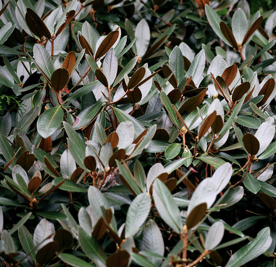 Broad Leathery Rhododendron Leaves Photograph by Beauty Lies In The Eyes Of The Beholder