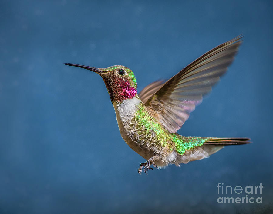 Broad-Tailed Beauty Photograph by Melissa Lipton
