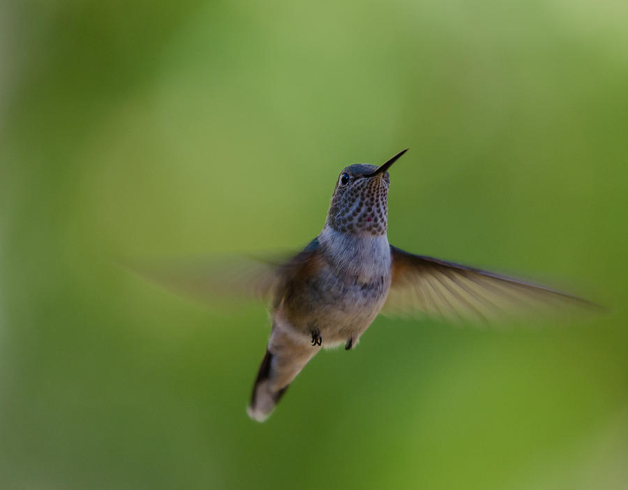 Broad-tailed Hummingbird Photograph by James Petersen