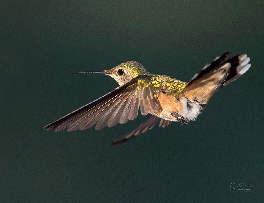 Broad-tailed Hummingbird Photograph by Judi Dressler