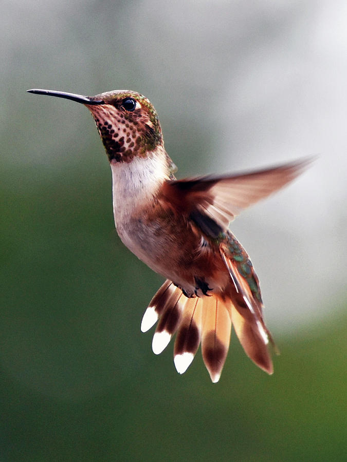 Nature Photograph - Broad Tailed Hummingbird by Susan Burger