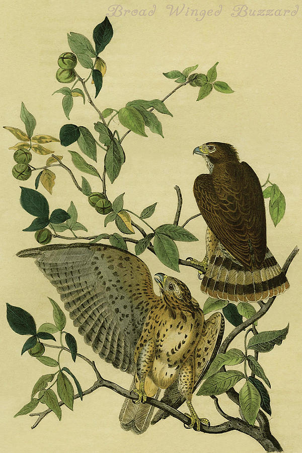 Broad Winged Buzzard Painting by John James  Audubon