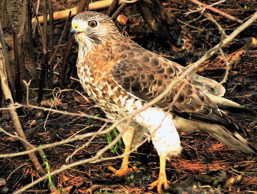 Broad Winged Hawk  Photograph by Lori Frisch