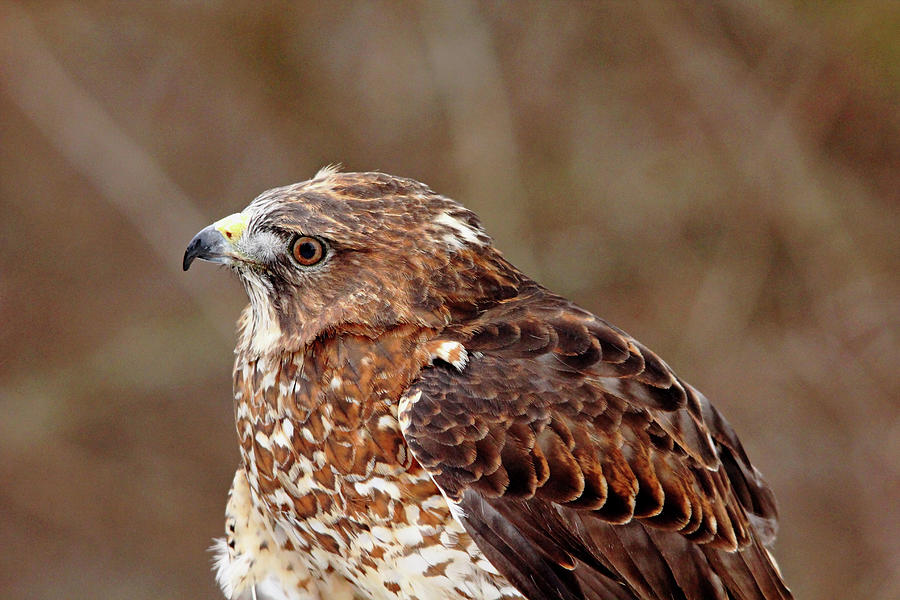Broad Winged Hawk Profile Photograph by Debbie Oppermann