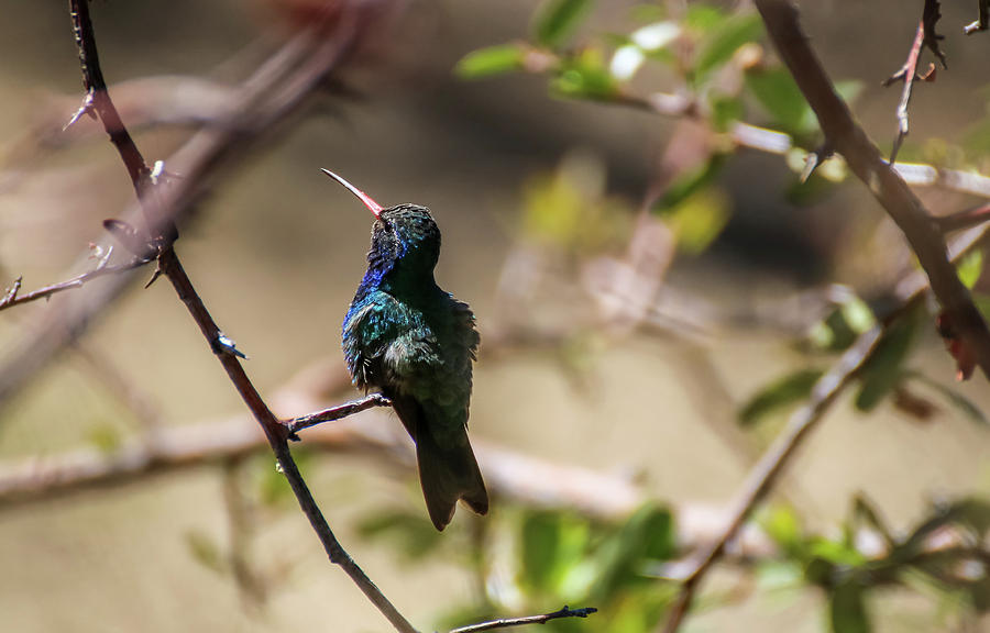 Broadbill Hummingbird 2 Photograph by Dawn Richards
