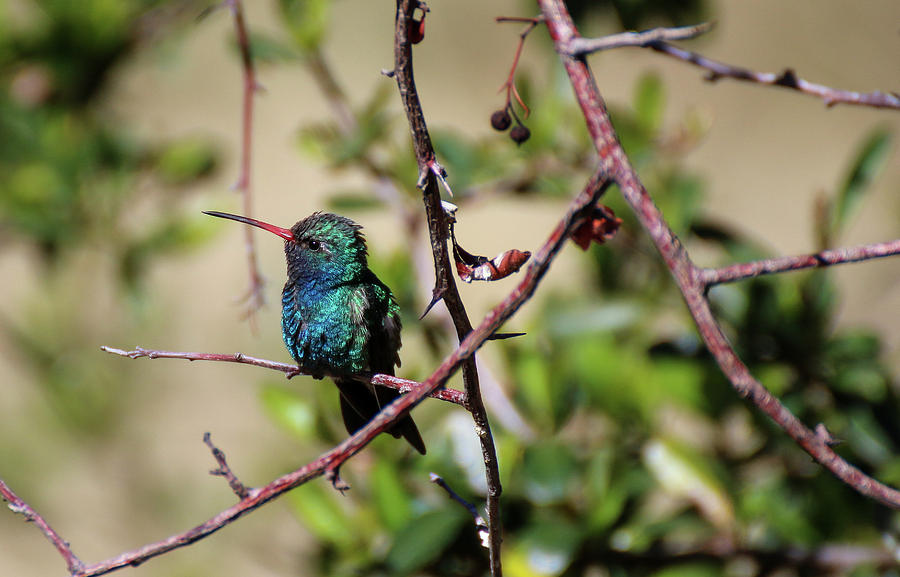 Arizona Photograph - Broadbill Hummingbird 4 by Dawn Richards