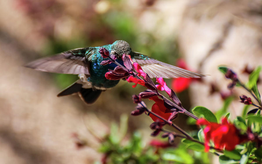 Broadbill Hummingbird and Autumn Sage 1 Photograph by Dawn Richards
