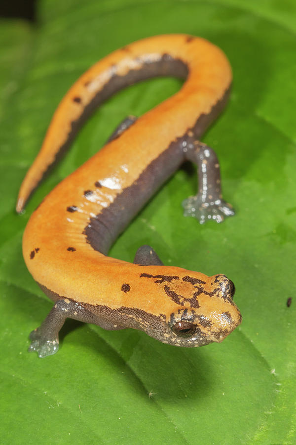 Broadfoot Mushroomtongue Salamander, Mexico Photograph by Claudio ...