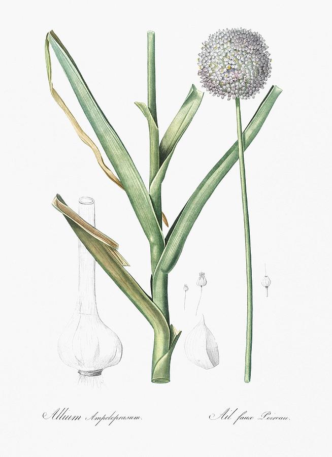 Spring Painting - Broadleaf wild leek illustration from Les liliacees  1805 by Pierre Joseph Redoute  1759-1840  by Celestial Images