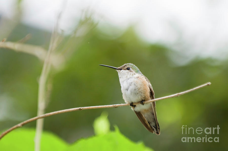 Broadtail Hummingbird On A Branch Photograph by Microgen Images/science Photo Library
