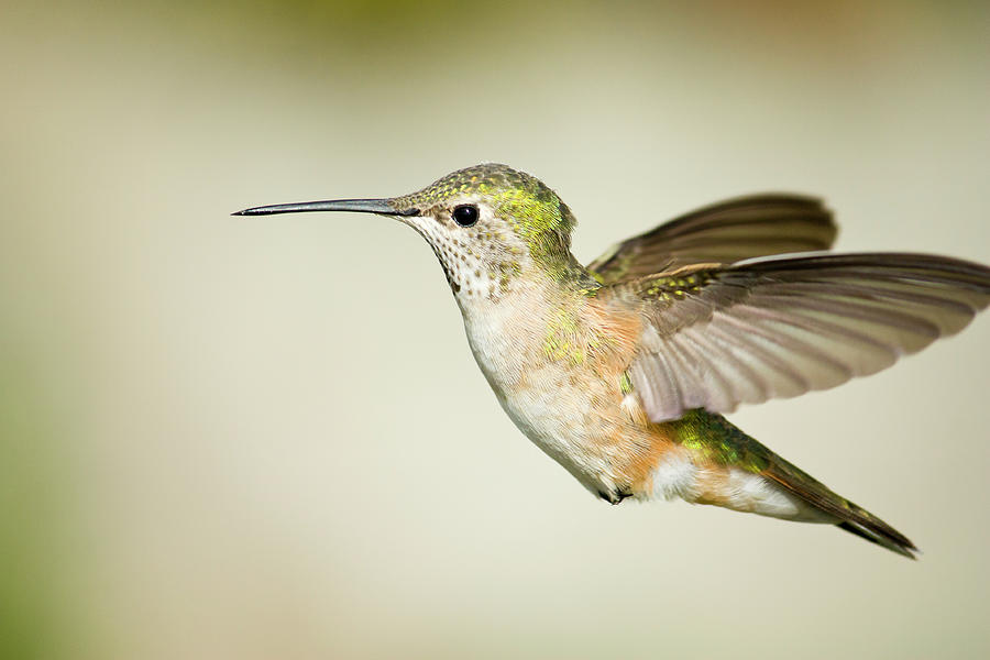 Broad tailed hummingbird Photograph by Jon Eichelberger
