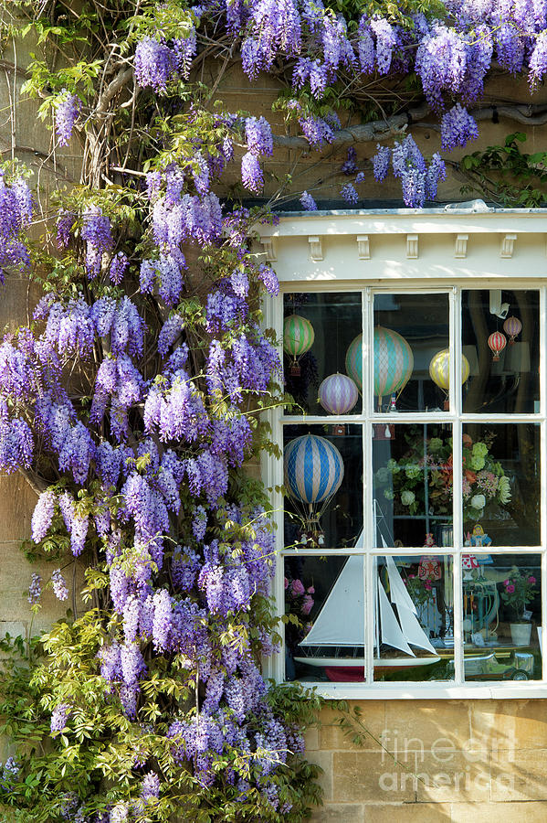 Broadway Shop and Wisteria in the Cotswolds Photograph by Tim Gainey