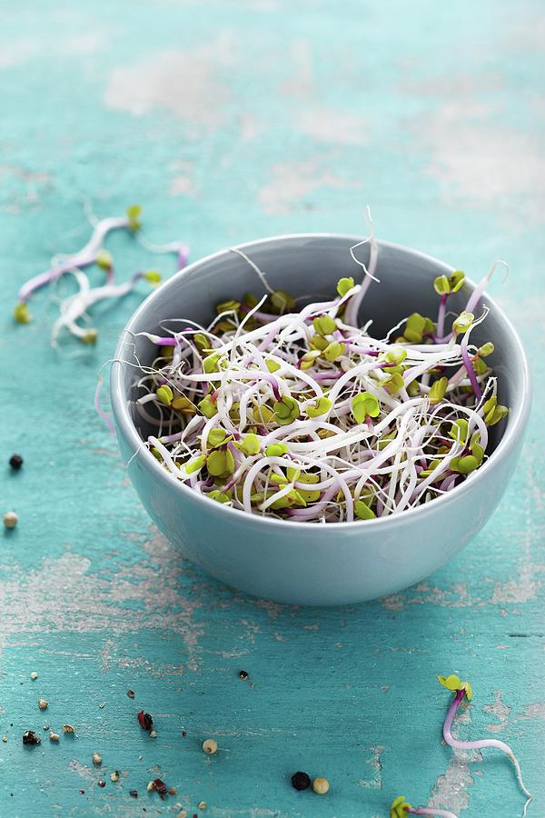 Broccoli Sprouts In A Bowl Photograph by Sabrina Sue Daniels
