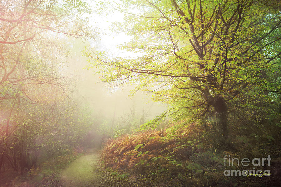 Forest Photograph - Broceliand path by Dominique Guillaume Forest Photograph - Broceliand path by Dominique Guillaume