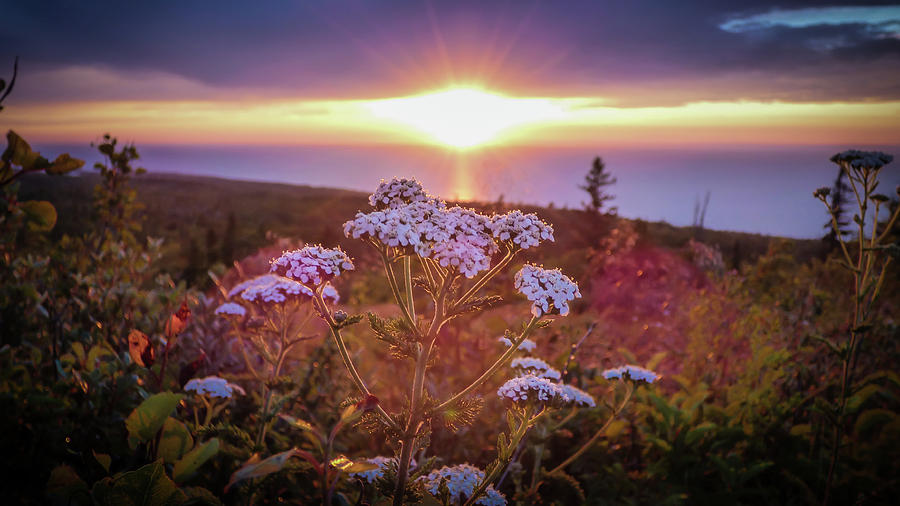 Sunset Photograph - Brockway Mountain Wildflower Sunset by Amanda Cook