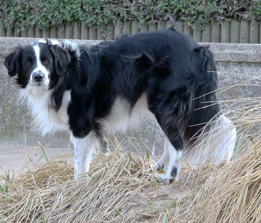 Handheld Photograph - Brodie In The Wind by Nik Watt Handheld Photograph - Brodie In The Wind by Nik Watt