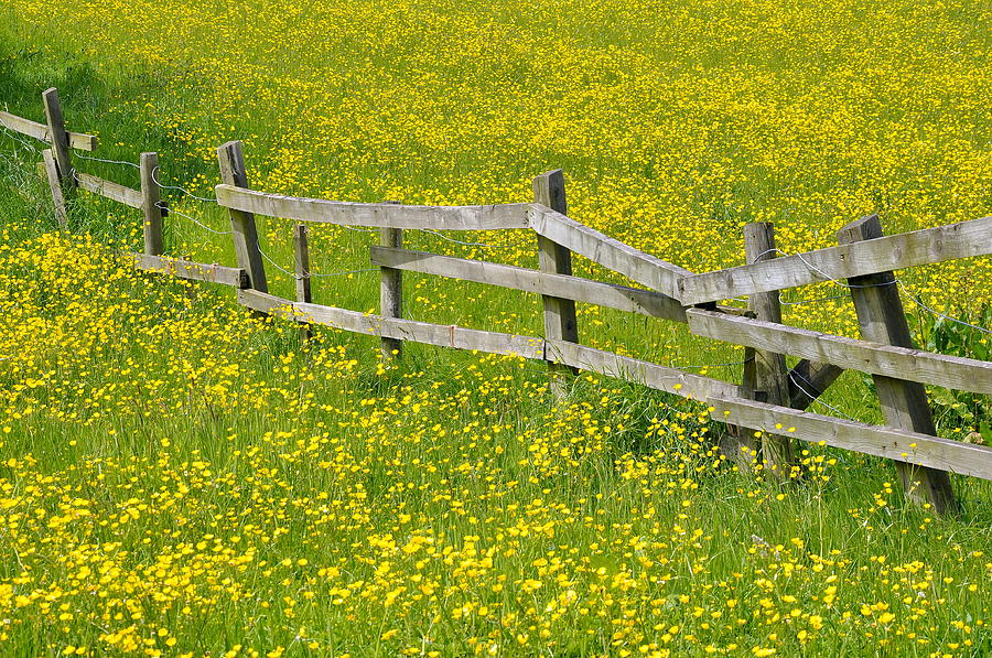 Broken Fence And Buttercup Field Photograph by Photos By R A Kearton