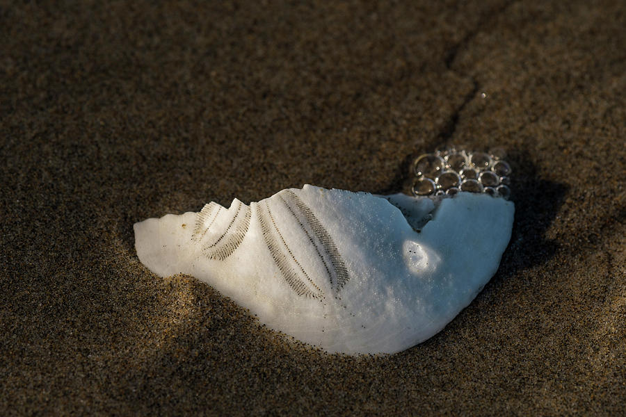 Broken Sand Dollar by Robert Potts Broken Sand Dollar by Robert Potts