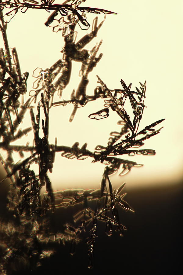 Broken snowflakes - sepia Photograph by Intensivelight