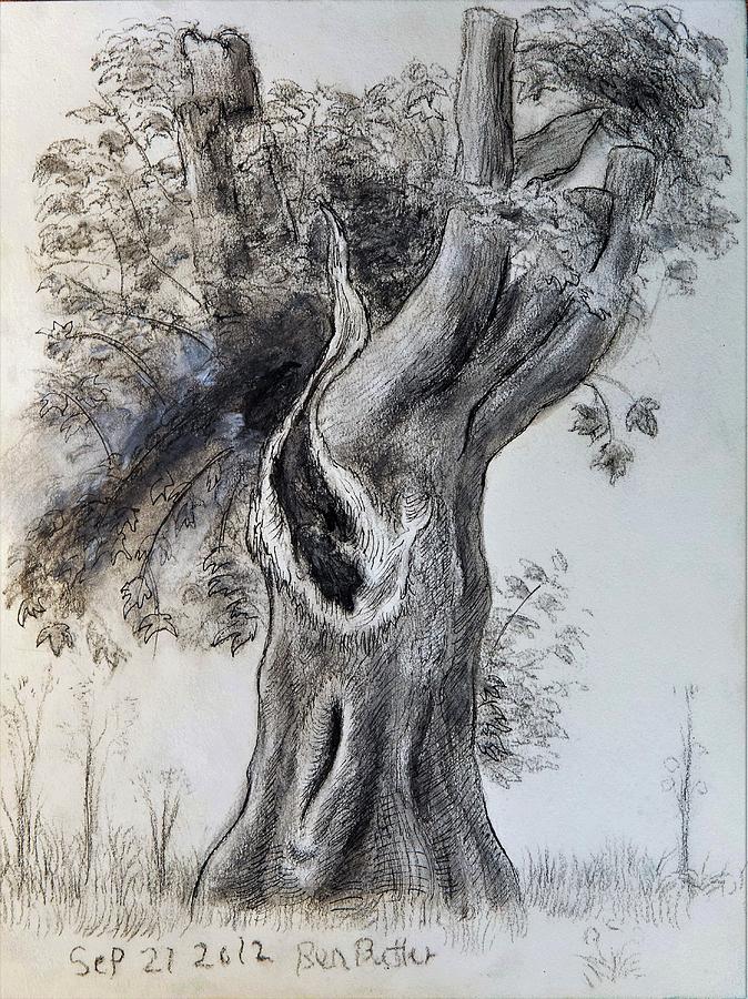 Broken Tree Drawing by Benjamin Butler