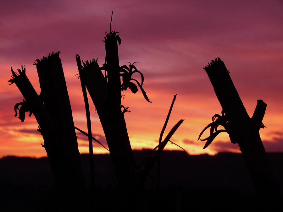 Broken Trees - Sunset Silhouettes Photograph
