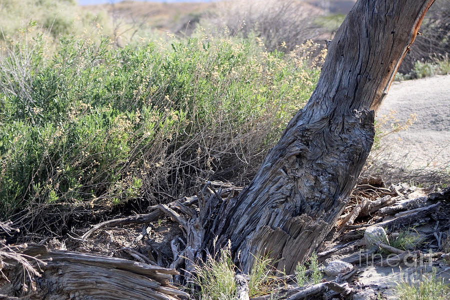 Broken Trunk and Brush at Coachella Wildlife Preserve Photograph by Colleen Cornelius