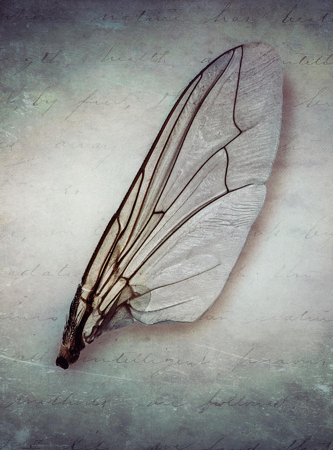 broken wing drawing