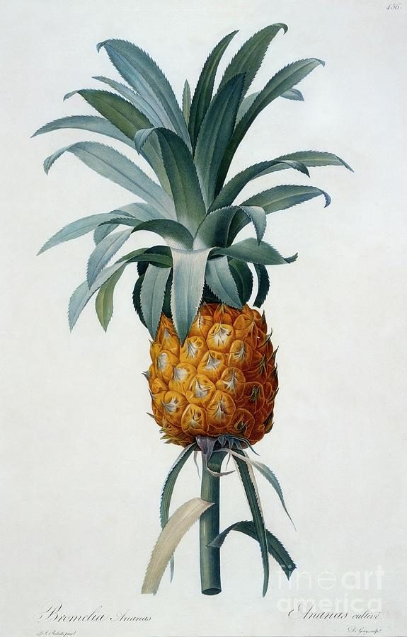 Bromelia Ananas Drawing by Heritage Images