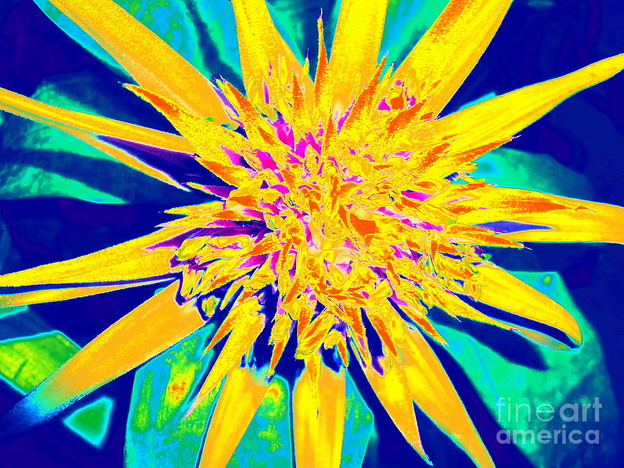 Bromeliad Bloom Gone Thermal Photograph by Barbie Corbett-Newmin