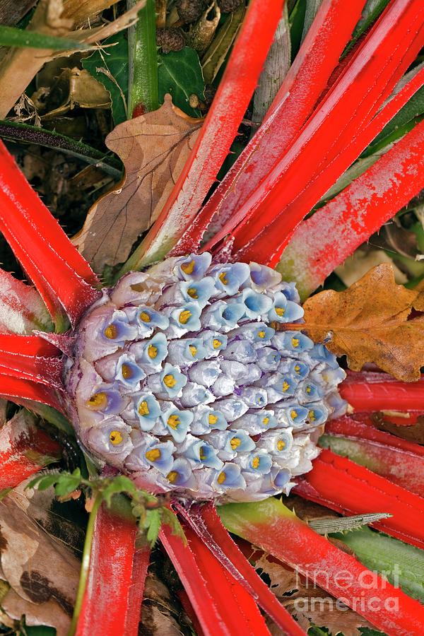 Nature Photograph - Bromeliad (fascicularia Bicolor) by Dr Keith Wheeler/science Photo Library