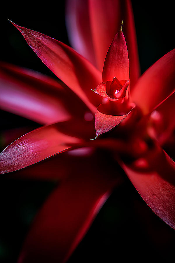 Bromeliad Photograph by Fred J Lord