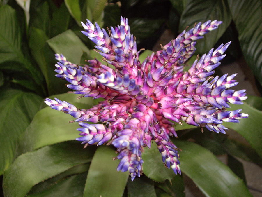 Bromeliad Photograph - Bromeliad pink, purple, blue flower by Nancy Ayanna Wyatt