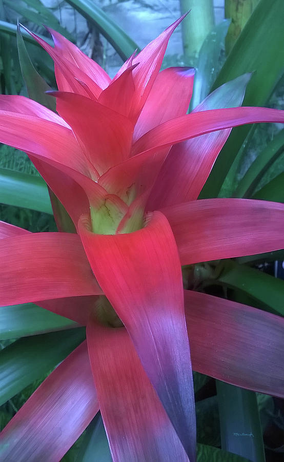 Bromeliads 12 Photograph by Duane McCullough