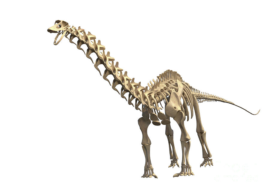 fossil brontosaurus