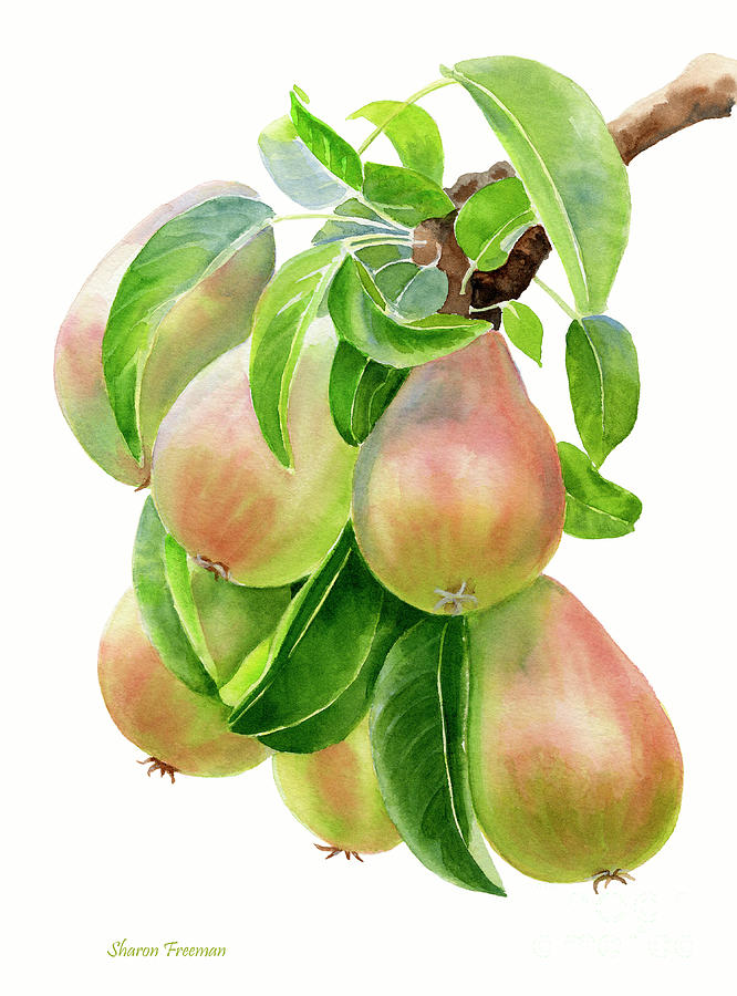 Pear Painting - Bronze Pears with white background by Sharon Freeman