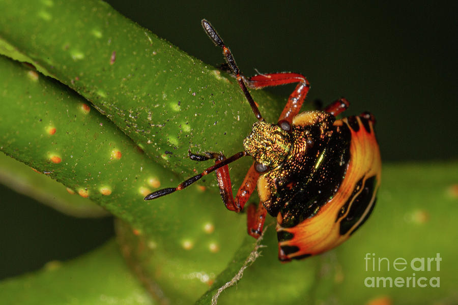 Bronze Shield Bug by Brian Roscorla Bronze Shield Bug by Brian Roscorla