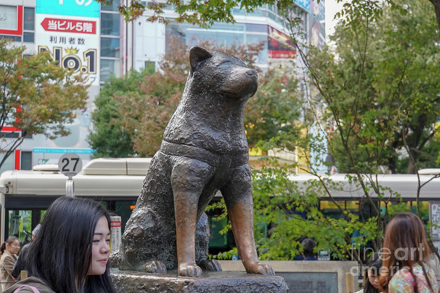 Bronze statue of Akita dog g6 Photograph by Alon - Fine Art America