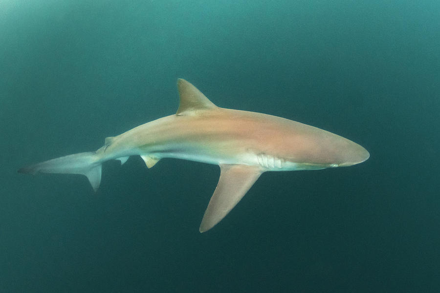 Bronze Whaler Shark Wild Coast, Eastern Cape, South Africa. Photograph by Andy Murch / Naturepl.com Bronze Whaler Shark Wild Coast, Eastern Cape, South Africa. Photograph by Andy Murch / Naturepl.com