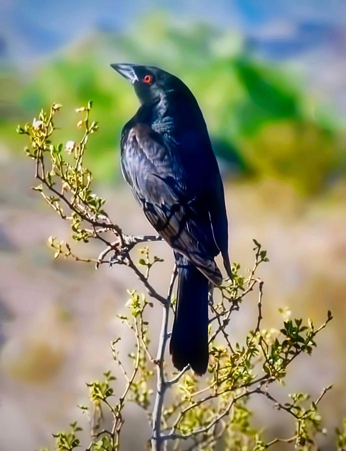 Bronzed Cowbird on Creosote Photograph by Judy Kennedy