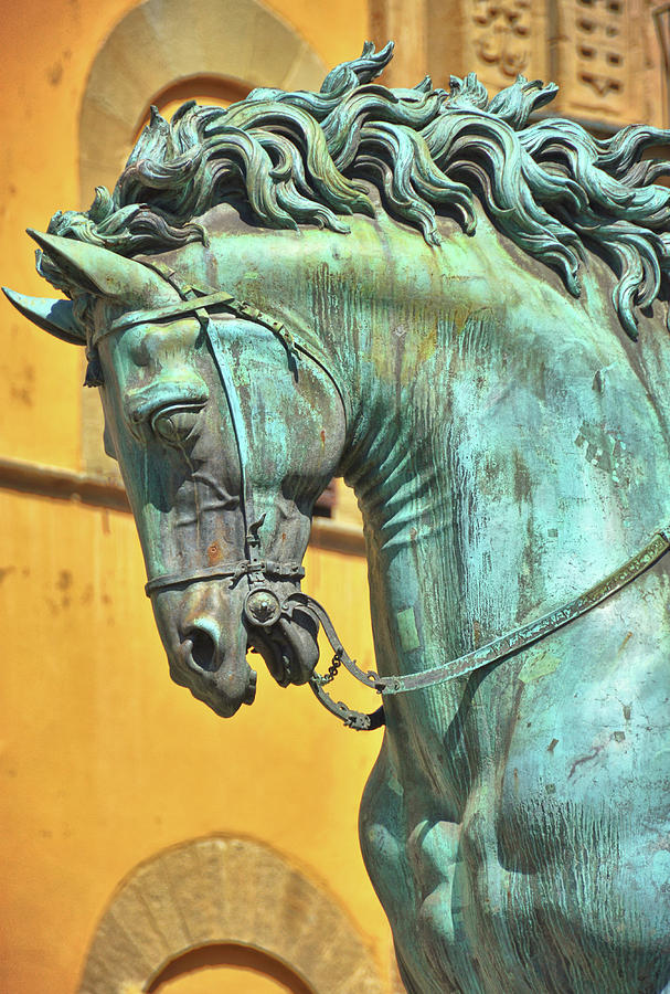 Bronzed Stallion Photograph by Dressage Design